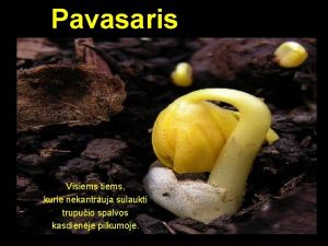 Pavasaris Visiems tiems kurie nekantrauja sulaukti trupuio spalvos