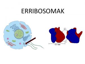 ERRIBOSOMAK ERRIBOSOMAK Zelula guztietan espermatozoidetan izan ezik dauden