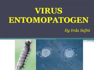 VIRUS ENTOMOPATOGEN By Irda Safni Virus Virus berasal