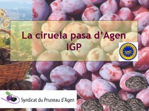 La ciruela pasa dAgen IGP Produccin mundial de