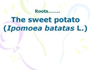 Roots The sweet potato Ipomoea batatas L Sweet