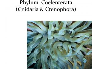Phylum Coelenterata Cnidaria Ctenophora Phylum Cnidaria Diploblastic organisms