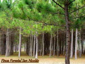 Finca Forestal San Nicols Descripcin de la finca