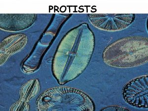 PROTISTS Similarities and Differences in the Protist Kingdom