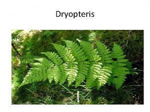 Dryopteris Dryopteris commonly called wood fern male fern