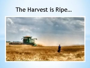 The Harvest is Ripe The harvest is plentiful