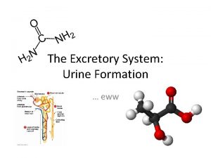 The Excretory System Urine Formation eww The Excretory