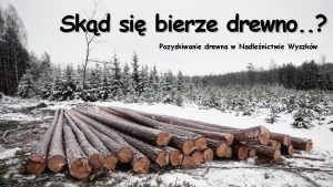 Skd si bierze drewno Pozyskiwanie drewna w Nadlenictwie