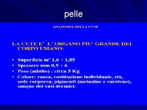 pelle 1 Come la pelle assolve una funzione