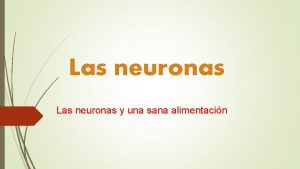 Las neuronas y una sana alimentacin Sus funciones