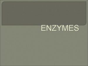 ENZYMES Enzymes Protein catalysts speeds up reactions Does