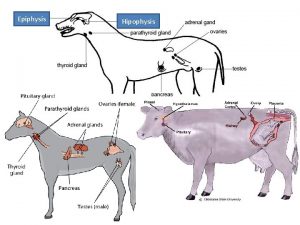 Epiphysis Hipophysis A At Evcil hayvanlarda Glandulae Thyroidea