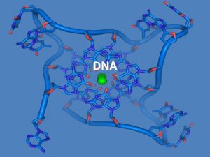 DNA Deoxyribonucleic acid DNA is a nucleic acid