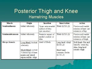 Posterior Thigh and Knee Hamstring Muscles Medial and