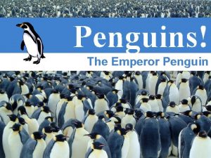 Penguins The Emperor Penguin Quick Facts Scientific Name