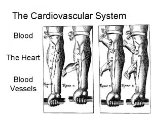 The Cardiovascular System Blood The Heart Blood Vessels