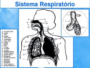Sistema Respiratrio Sistema Respiratrio Sistema Respiratrio O Sistema