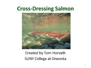 CrossDressing Salmon Created by Tom Horvath SUNY College
