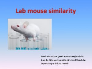 Lab mouse similarity Jessica Monhart jessica monhartunil ch