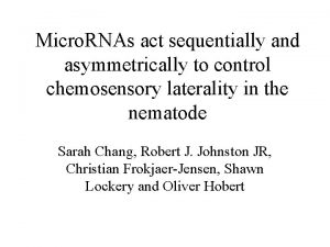 Micro RNAs act sequentially and asymmetrically to control