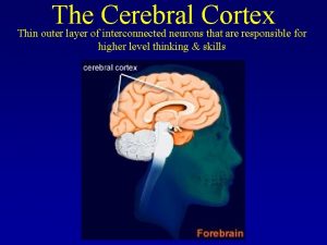 The Cerebral Cortex Thin outer layer of interconnected