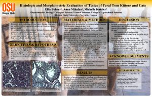 Histologic and Morphometric Evaluation of Testes of Feral