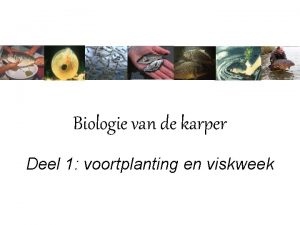 Biologie van de karper Deel 1 voortplanting en