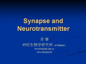 Synapse and Neurotransmitter 6 6620 bxs 103sdu edu