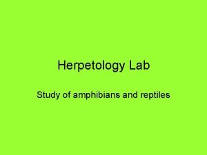 Herpetology Lab Study of amphibians and reptiles Amphibians