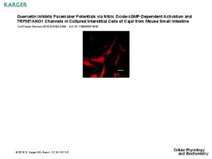 Quercetin Inhibits Pacemaker Potentials via Nitric Oxidec GMPDependent