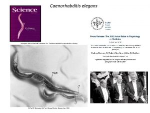 Caenorhabditis elegans THE GENETICS OF CAENORHABDITIS ELEGANS S
