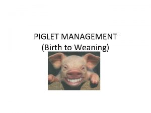 PIGLET MANAGEMENT Birth to Weaning Piglet Management Goals