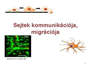 Sejtek kommunikcija migrcija Bajenoff et al Immunity 2007