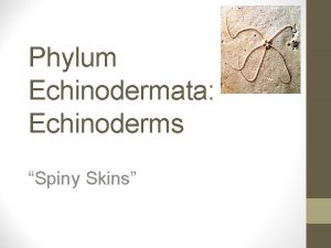 Phylum Echinodermata Echinoderms Spiny Skins Do we have
