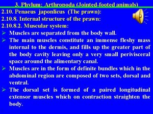 3 Phylum Arthropoda Jointed footed animals 2 10