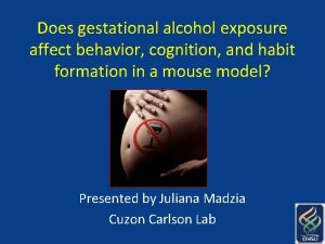 Does gestational alcohol exposure affect behavior cognition and