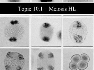 Topic 10 1 Meiosis HL Prophase I DNA