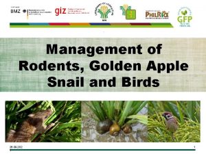 Management of Rodents Golden Apple Snail and Birds