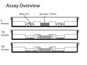 Assay Overview dicty cells 0 minutes 30 minutes