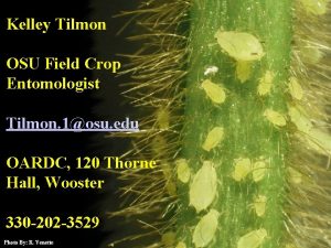 Kelley Tilmon OSU Field Crop Entomologist Tilmon 1osu