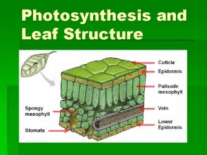 Photosynthesis and Leaf Structure Take out your leaf