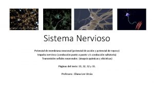 Sistema Nervioso Potencial de membrana neuronal potencial de