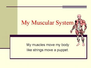 My Muscular System My muscles move my body