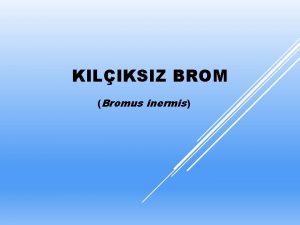 KILIKSIZ BROM Bromus inermis Klksz brom Bromus inermis