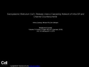 Sarcoplasmic Reticulum Ca 2 Release Uses a Cascading