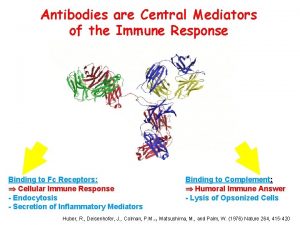 Antibodies are Central Mediators of the Immune Response