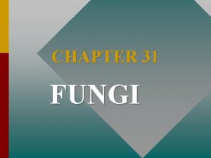 CHAPTER 31 FUNGI I INTRODUCTION TO FUNGI FUNGI