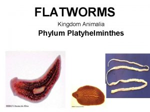 FLATWORMS Kingdom Animalia Phylum Platyhelminthes The term Platyhelminthes