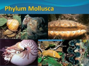 Phylum Mollusca I Characteristics A Bilateral Symmetry B