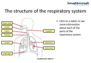 The structure of the respiratory system Nasal cavity